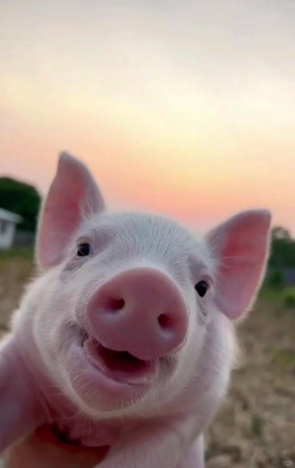 hình ảnh con lợn 20
