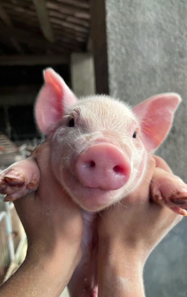 hình ảnh con lợn 21