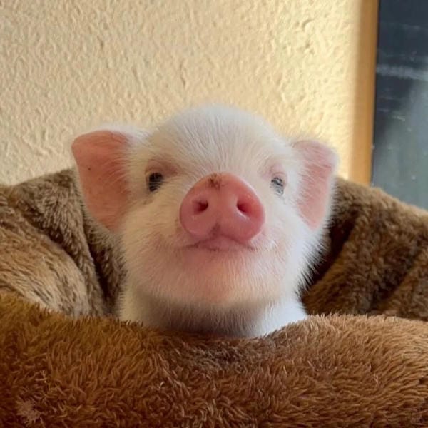 hình ảnh con lợn 22