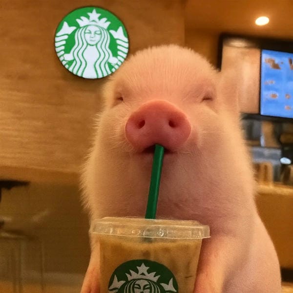 hình ảnh con lợn 26