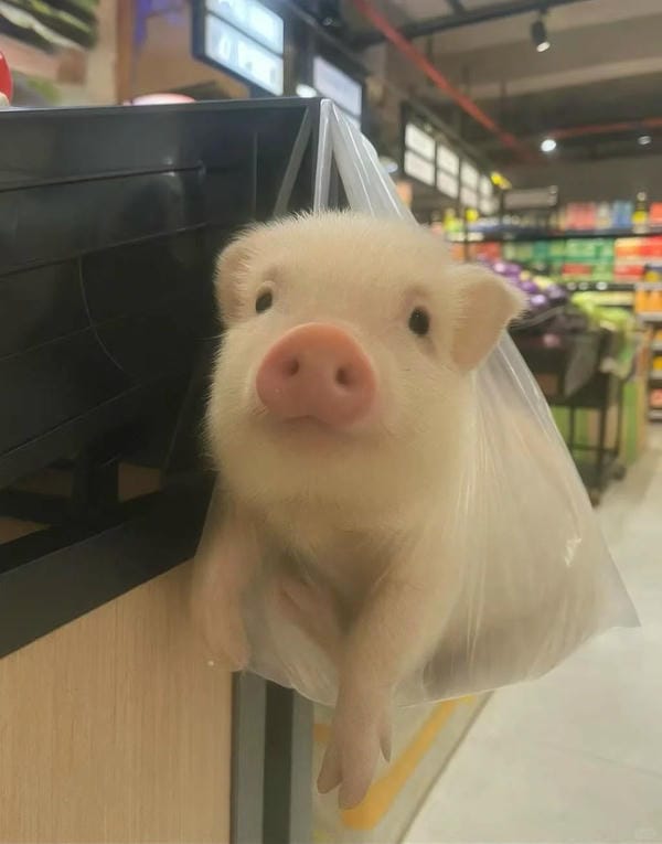 hình ảnh con lợn 29