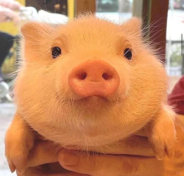 hình ảnh con lợn 3