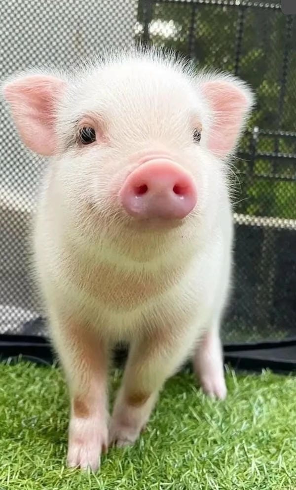 hình ảnh con lợn 37