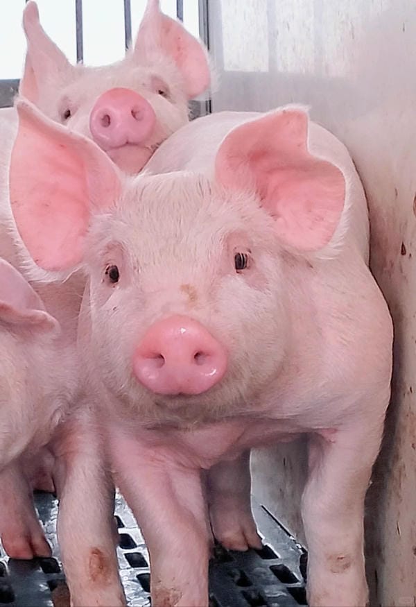 hình ảnh con lợn 38