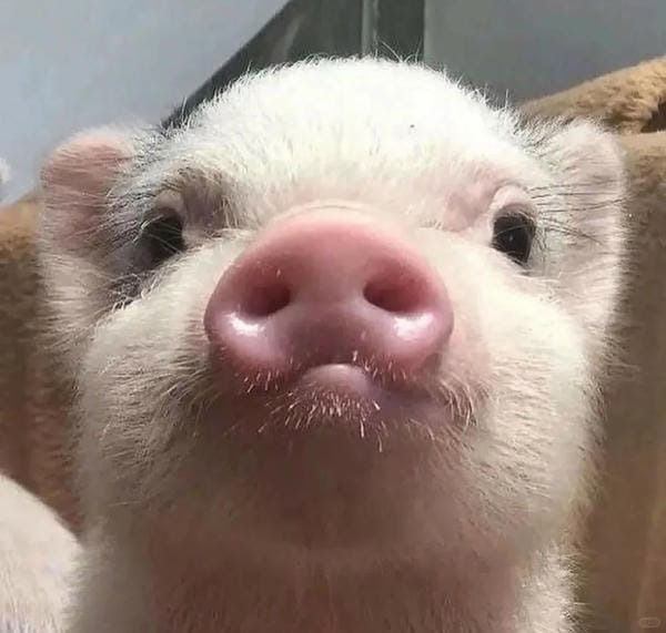 hình ảnh con lợn 4