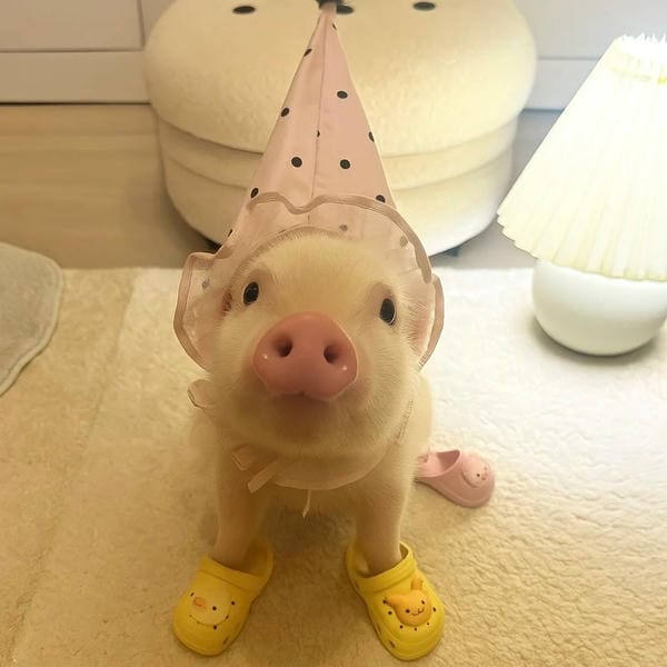 hình ảnh con lợn 43