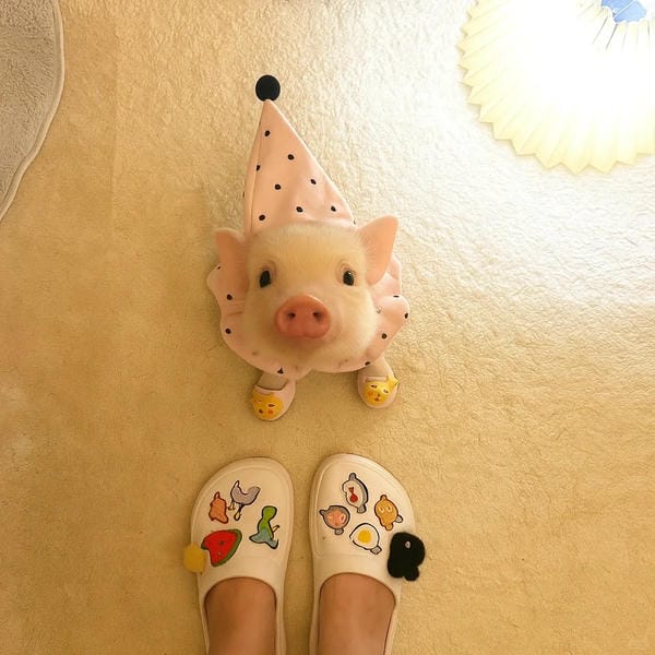 hình ảnh con lợn 44