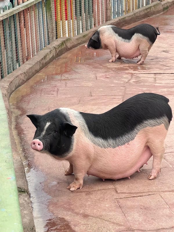 hình ảnh con lợn 45