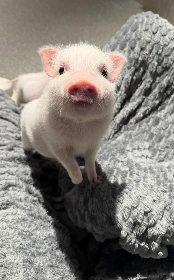 hình ảnh con lợn 46