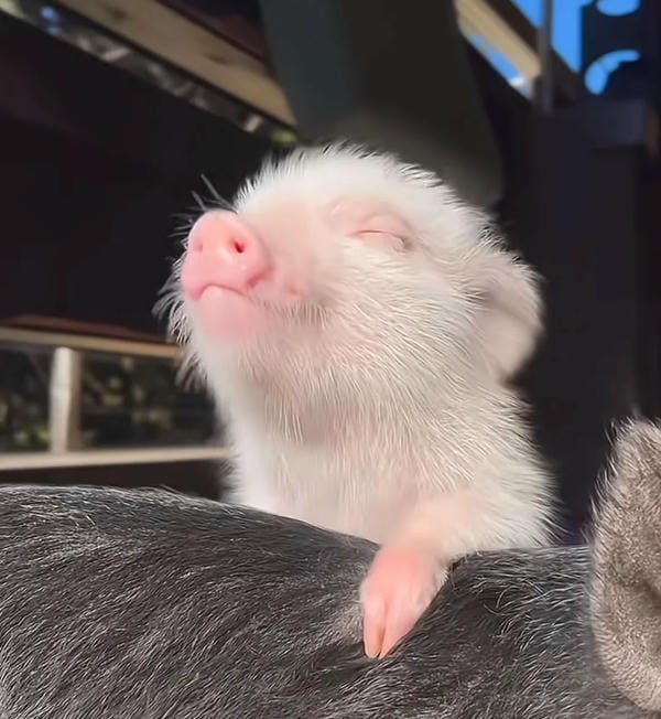 hình ảnh con lợn 47