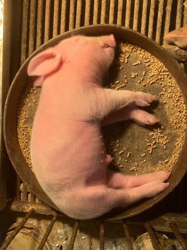 hình ảnh con lợn 48