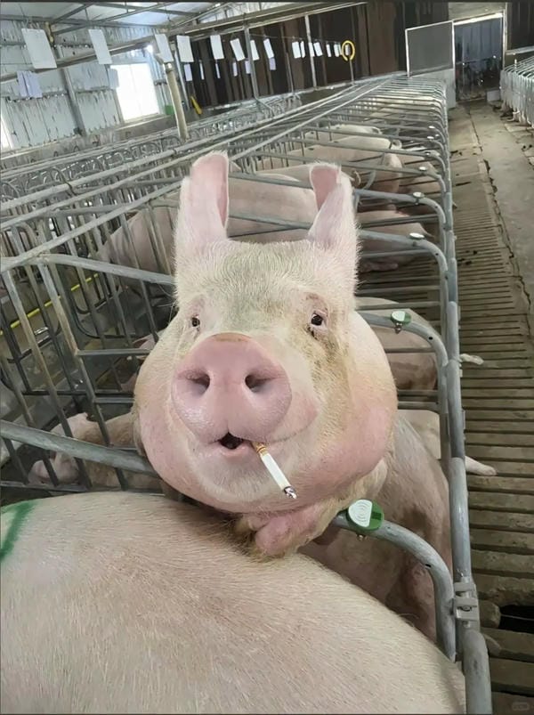 hình ảnh con lợn 5