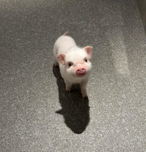 hình ảnh con lợn 51