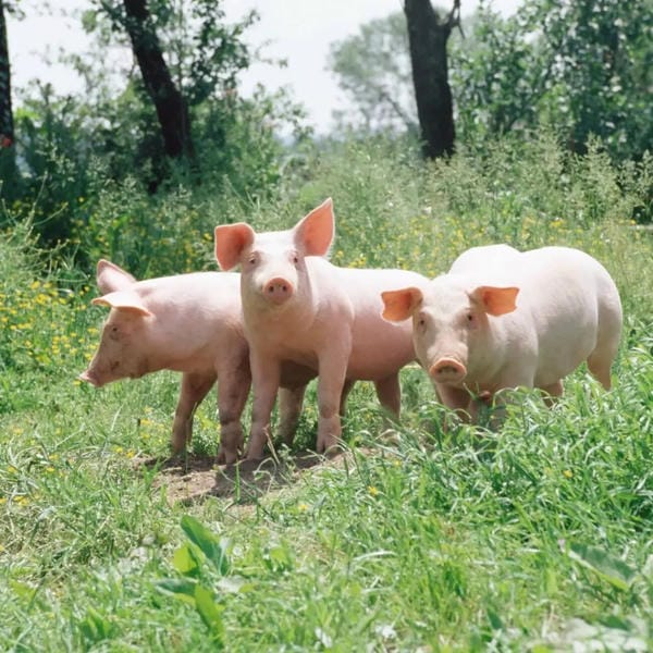 hình ảnh con lợn 52