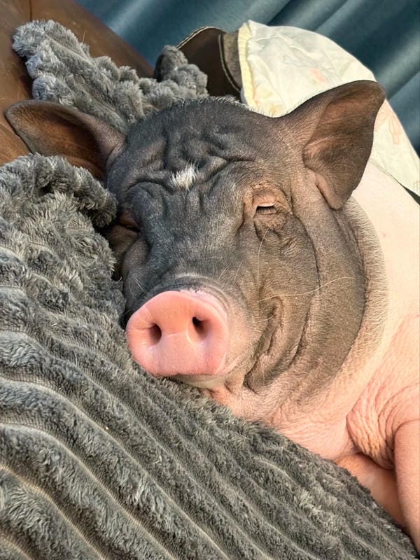 hình ảnh con lợn 6