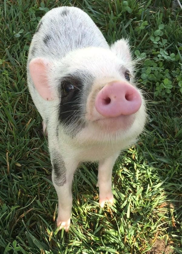 hình ảnh con lợn 7