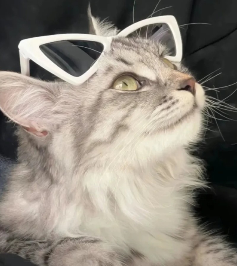 hình ảnh con mèo ngầu 10