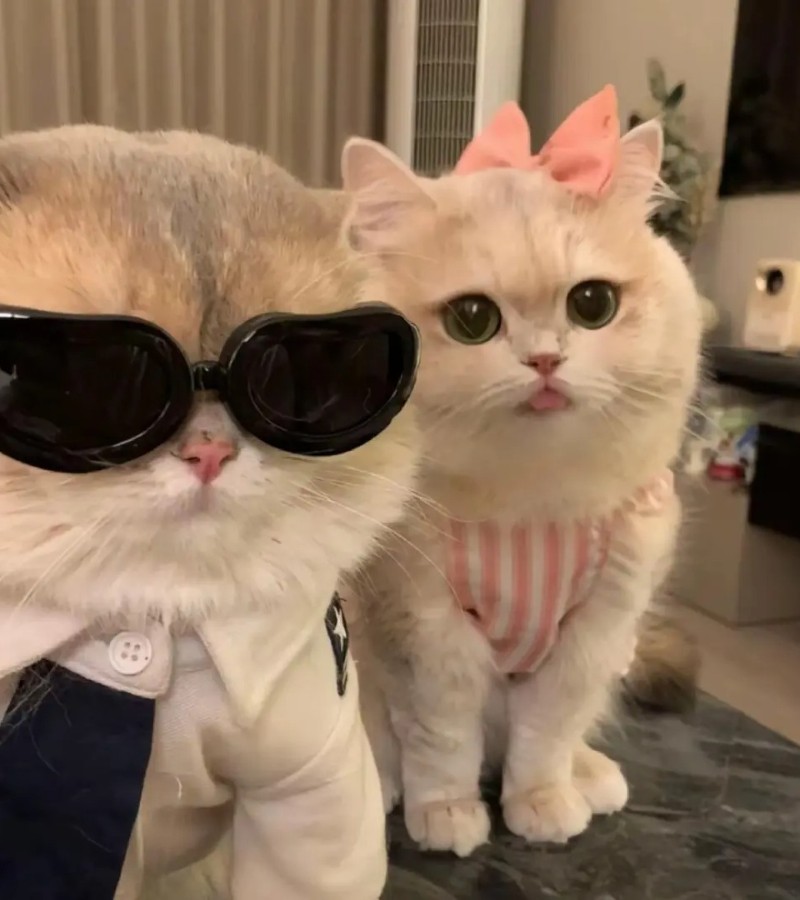 hình ảnh con mèo ngầu 11