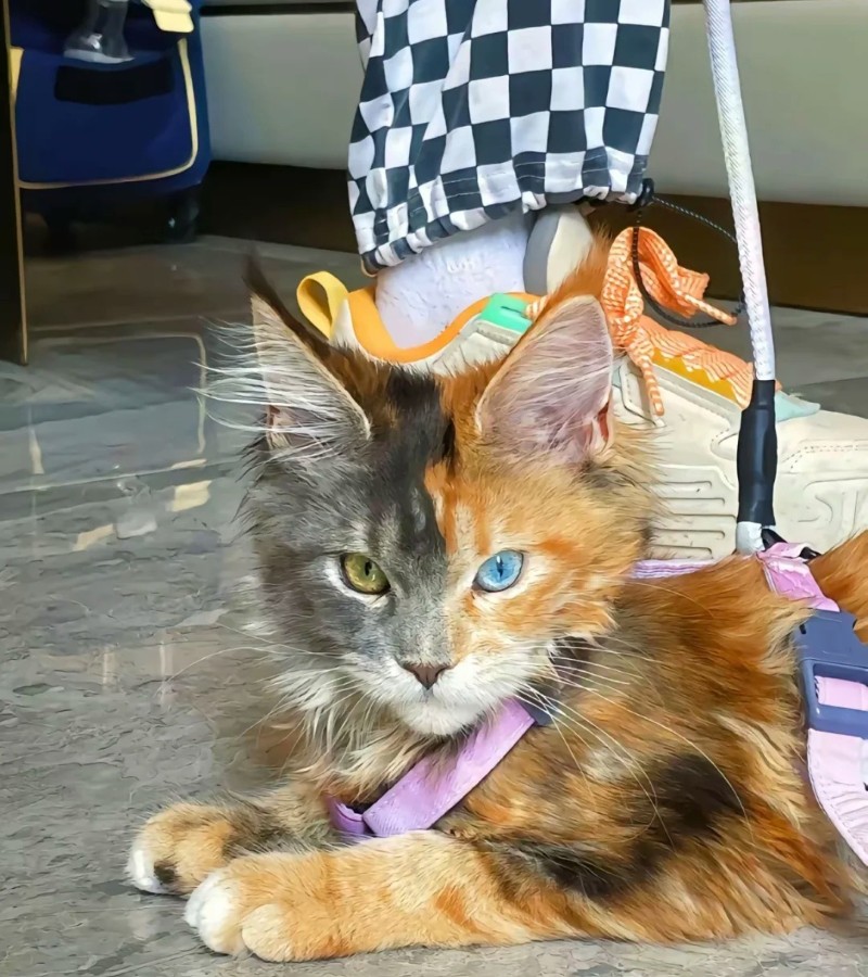 hình ảnh con mèo ngầu 12