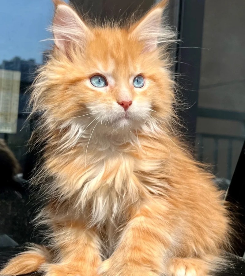 hình ảnh con mèo ngầu 14