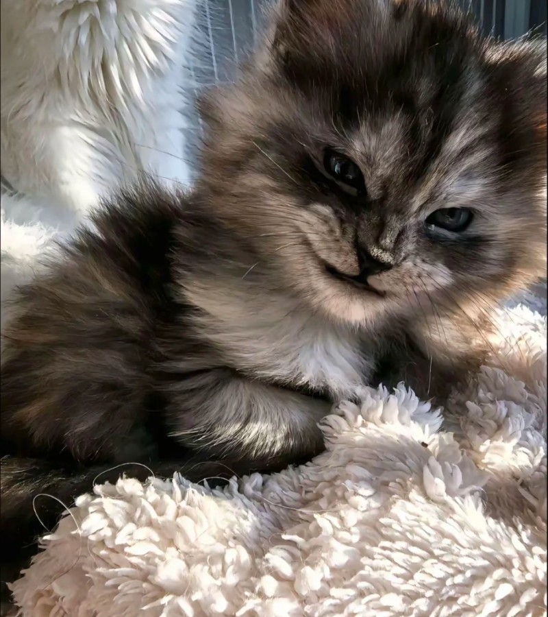 hình ảnh con mèo ngầu 18