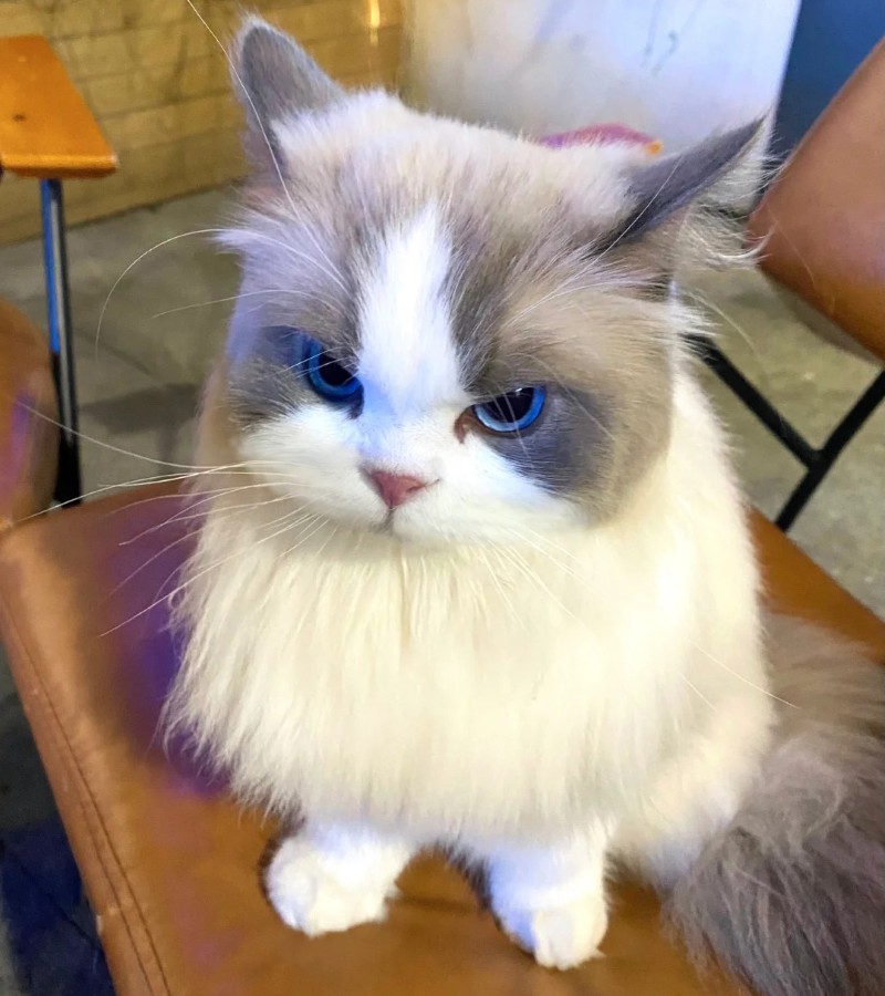 hình ảnh con mèo ngầu 19