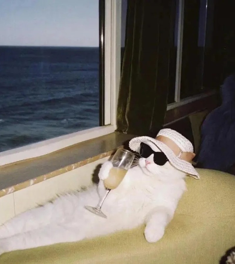 hình ảnh con mèo ngầu 24