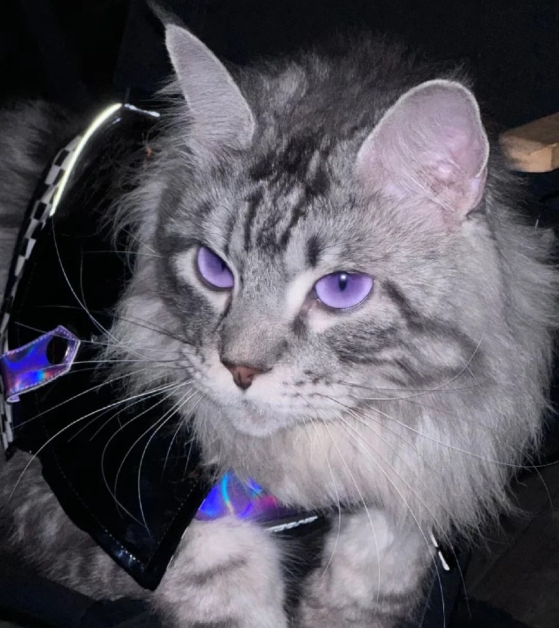 hình ảnh con mèo ngầu 25