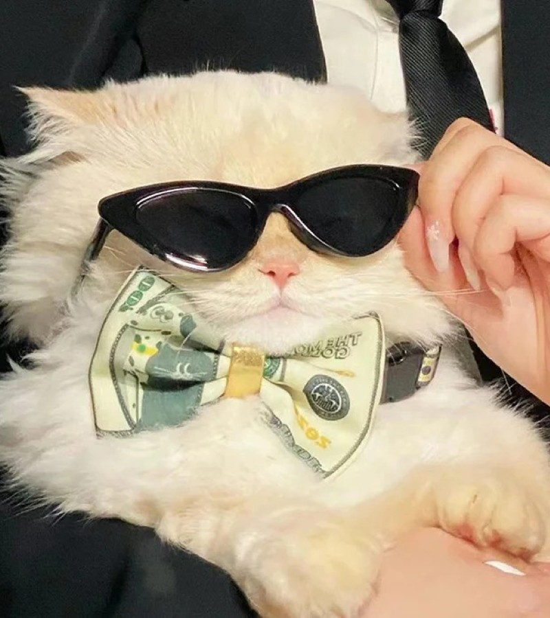 hình ảnh con mèo ngầu 28