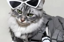 Top 188+ hình ảnh con mèo ngầu lạnh lùng chuẩn boss xịn