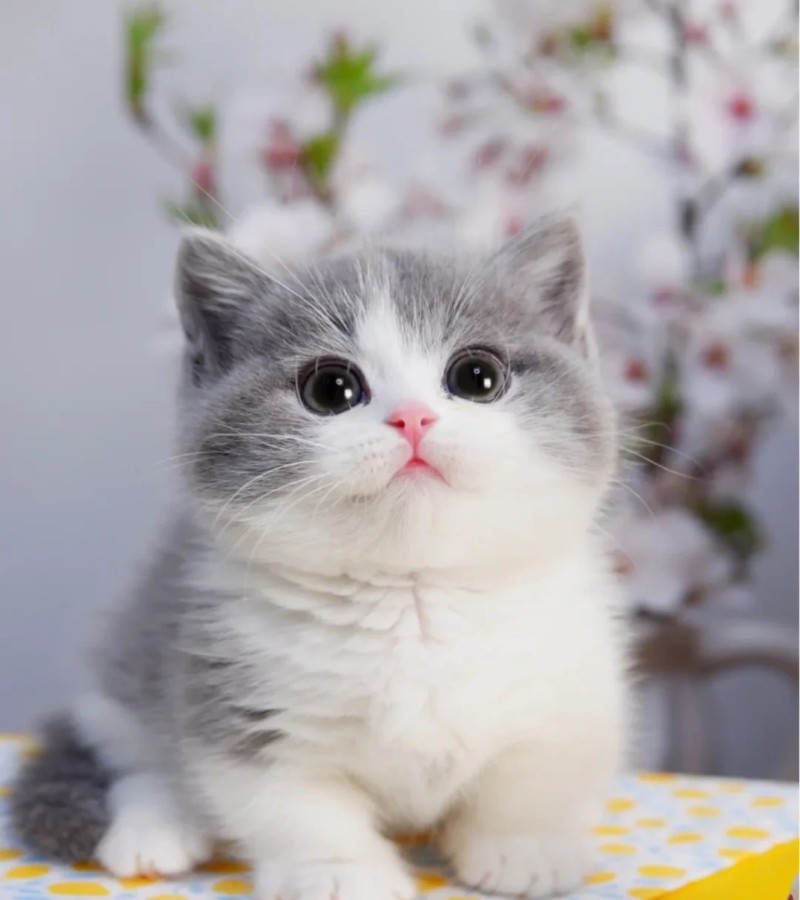 hình ảnh con mèo ngầu 3