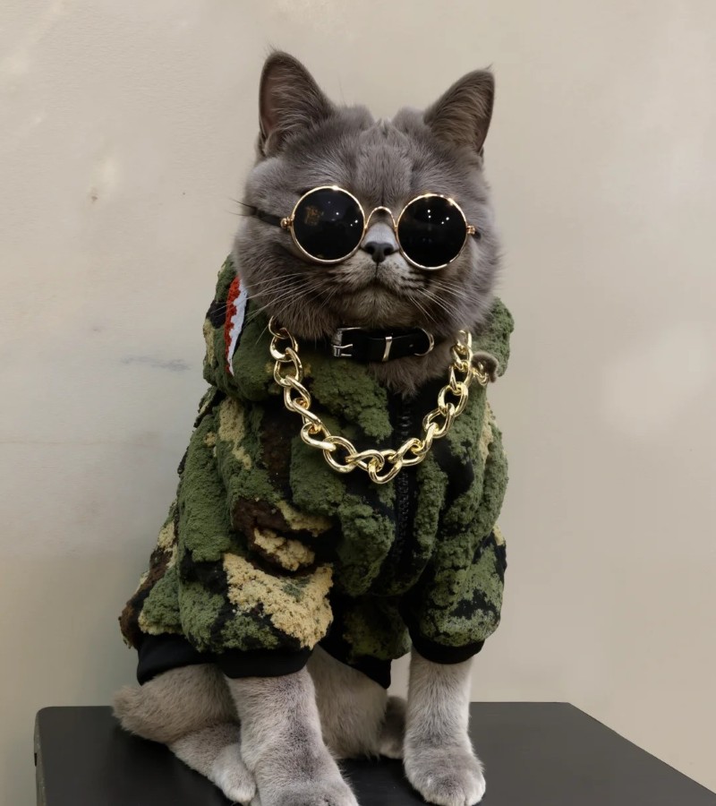 hình ảnh con mèo ngầu 30