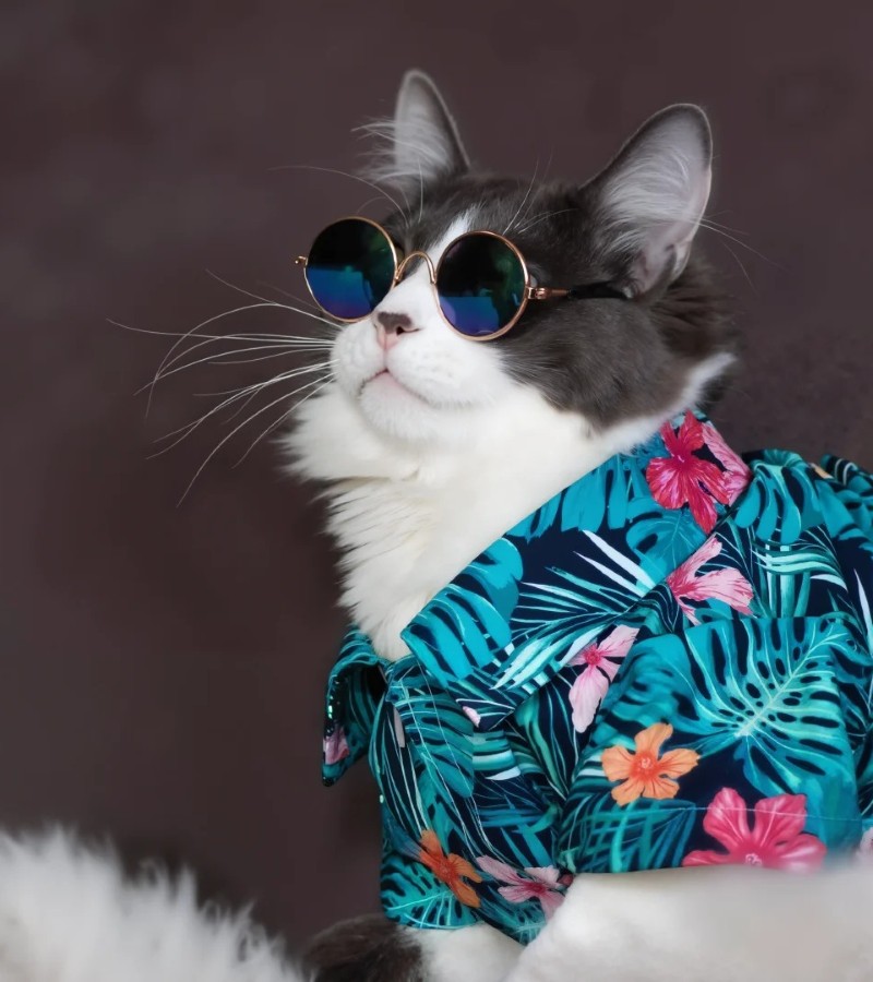 hình ảnh con mèo ngầu 33