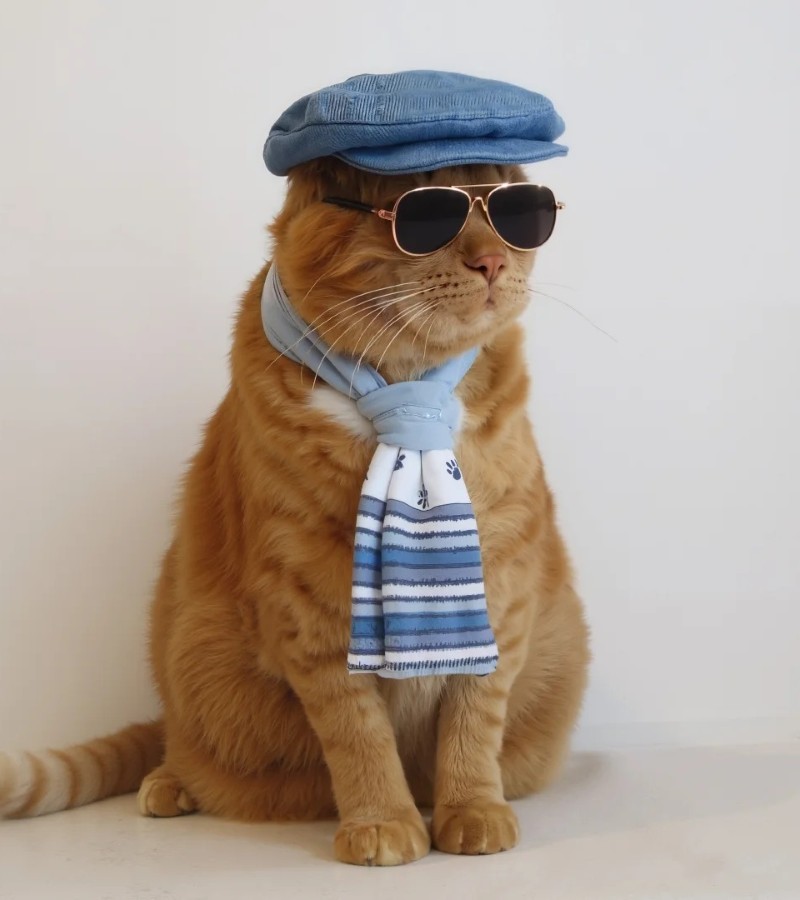 hình ảnh con mèo ngầu 34