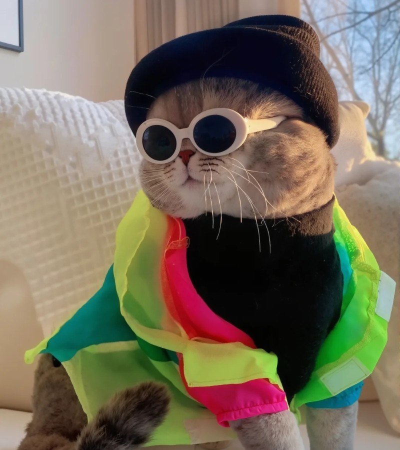 hình ảnh con mèo ngầu 35