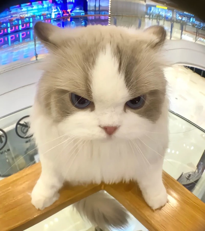 hình ảnh con mèo ngầu 4