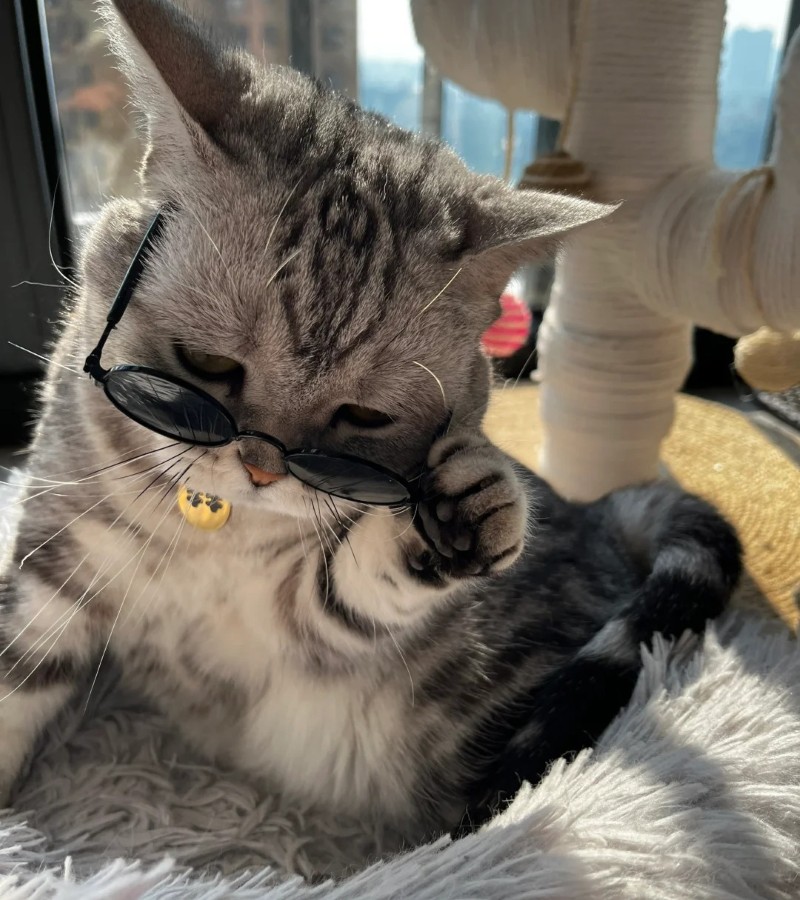 hình ảnh con mèo ngầu 5