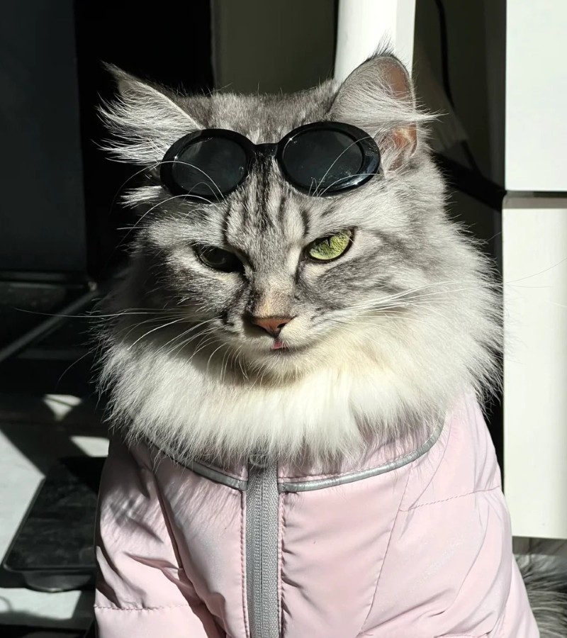 hình ảnh con mèo ngầu cầm súng