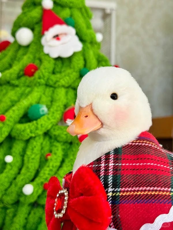 hình ảnh con vịt 10