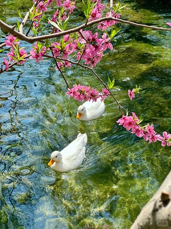 hình ảnh con vịt 19