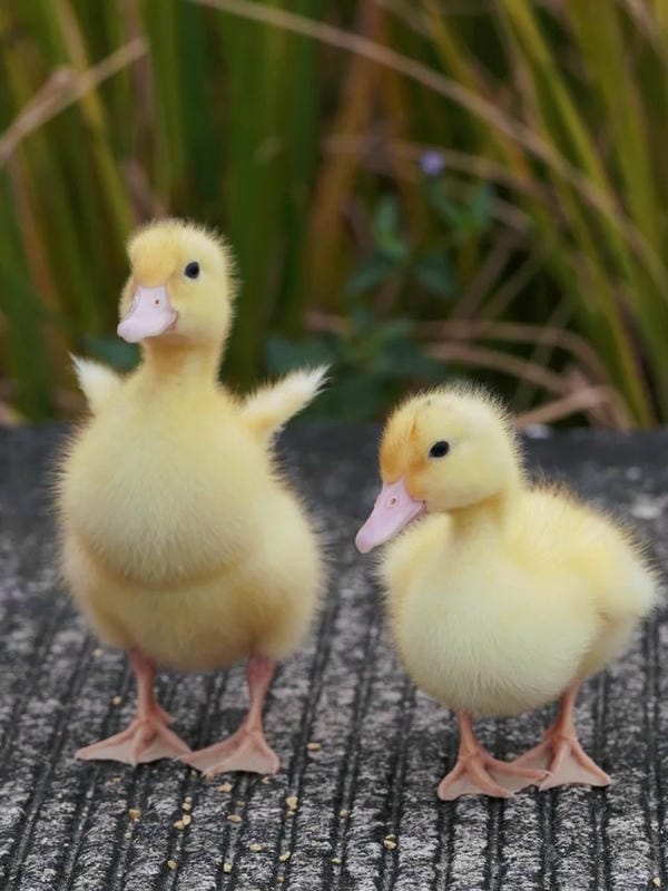 hình ảnh con vịt 20