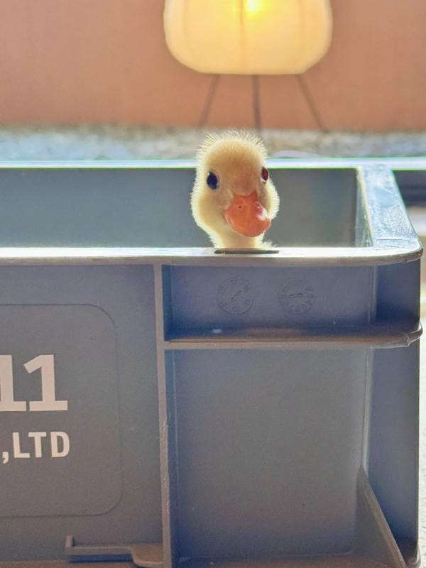 hình ảnh con vịt 22