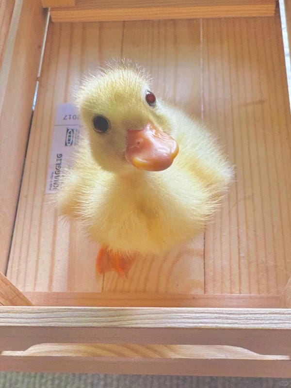 hình ảnh con vịt 23