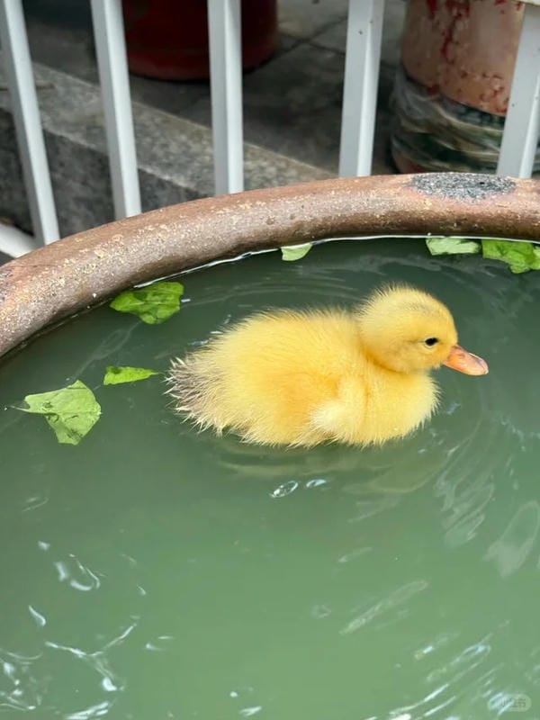 hình ảnh con vịt 3