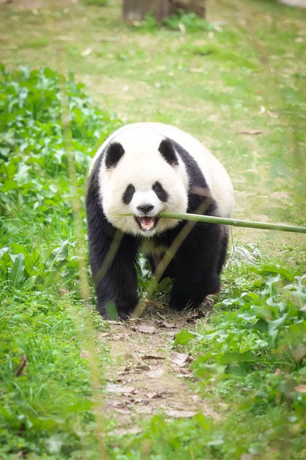 hình ảnh gấu trúc 1