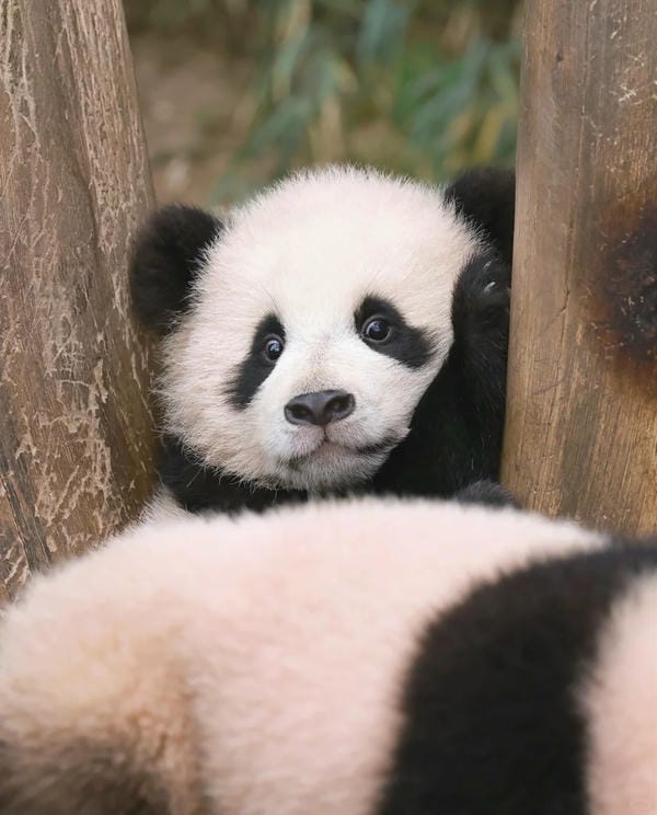 hình ảnh gấu trúc 10