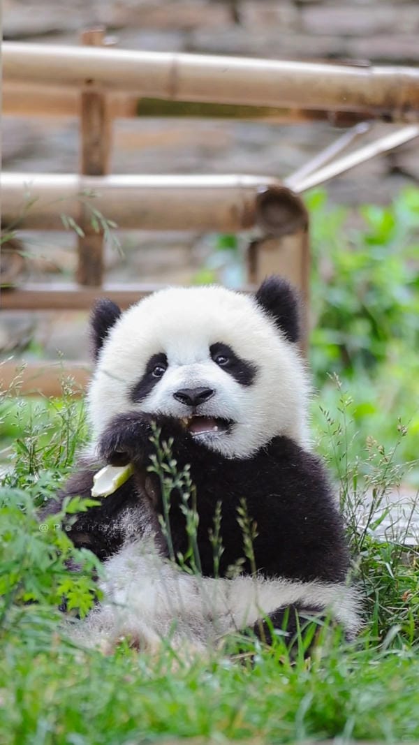 hình ảnh gấu trúc 11