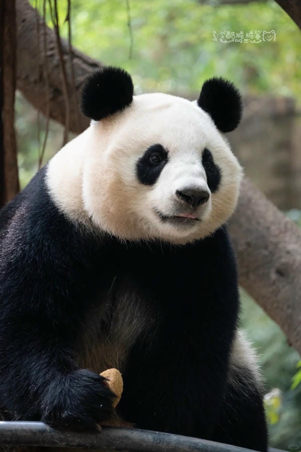 hình ảnh gấu trúc 13