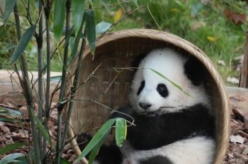 Sưu tầm 189+ hình ảnh gấu trúc đáng yêu xem hoài không chán
