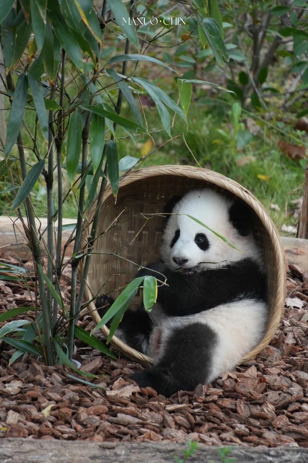 hình ảnh gấu trúc 14